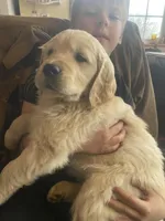 Brudus , a male Golden Retriever for sale in Fort Ripley, MN – Photo 7 of 7