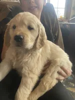 Brudus , a male Golden Retriever for sale in Fort Ripley, MN – Photo 2 of 7