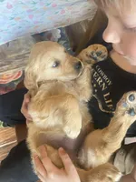 Candy, a female Golden Retriever for sale in Fort Ripley, MN – Photo 2 of 6