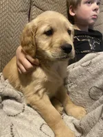 Candy, a female Golden Retriever for sale in Fort Ripley, MN – Photo 1 of 6
