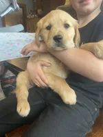 Candy, a female Golden Retriever for sale in Fort Ripley, MN – Photo 3 of 6