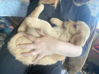 Candy, a female Golden Retriever for sale in Fort Ripley, MN – Photo 4 of 6