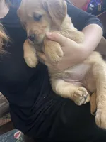 Candy, a female Golden Retriever for sale in Fort Ripley, MN – Photo 6 of 6