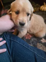 Amber, a female Golden Retriever for sale in Fort Ripley, MN – 3 of 9