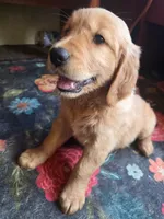 Scarlette, a female Golden Retriever for sale in Fort Ripley, MN – 8 of 9