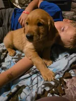 McDonald, a male Golden Retriever for sale in Fort Ripley, MN – 5 of 7