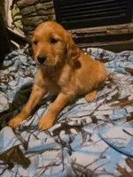 Pepper, a female Golden Retriever for sale in Fort Ripley, MN – 7 of 8