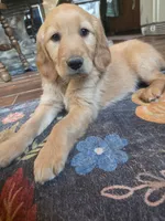 Hazel, a female Golden Retriever for sale in Fort Ripley, MN – 7 of 7