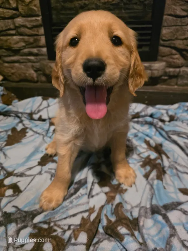 Tator Tot – Golden Retriever puppy for sale in Fort Ripley, MN