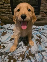 Tator Tot, a male Golden Retriever for sale in Fort Ripley, MN – 1 of 6