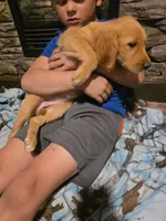 Cookie, a female Golden Retriever for sale in Fort Ripley, MN – 2 of 6