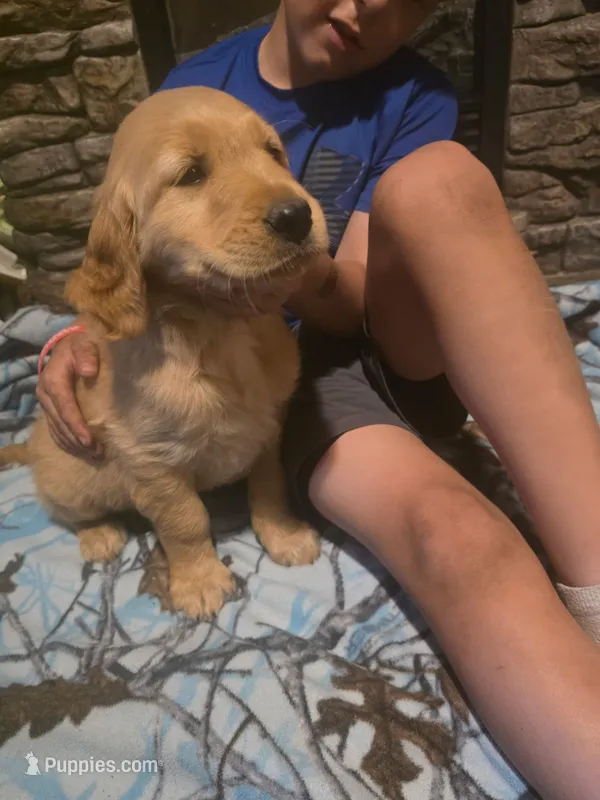 Pickles – Golden Retriever puppy for sale in Fort Ripley, MN
