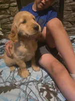 Pickles, a male Golden Retriever for sale in Fort Ripley, MN – 1 of 8