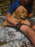 Pickles, a male Golden Retriever for sale in Fort Ripley, MN – 6 of 8