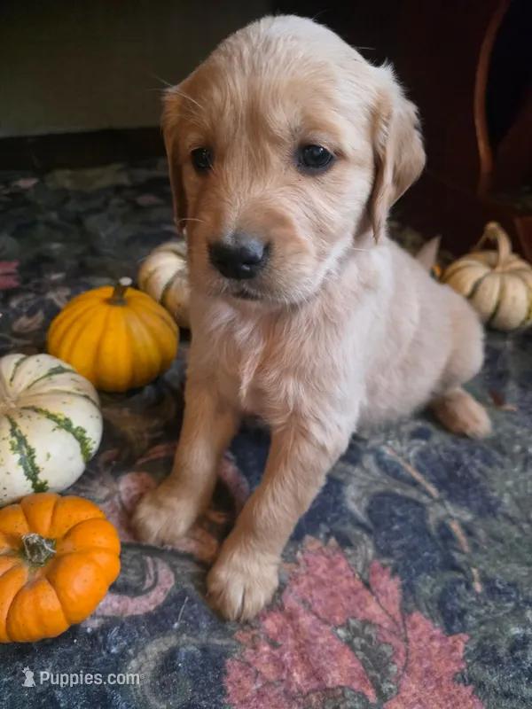 Dusty – Golden Retriever puppy for sale in Fort Ripley, MN