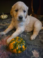Wren, a female Golden Retriever for sale in Fort Ripley, MN – 8 of 10