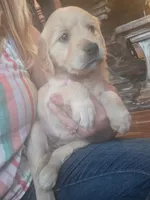 Wren, a female Golden Retriever for sale in Fort Ripley, MN – 5 of 10