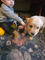Amber, a female Golden Retriever for sale in Fort Ripley, MN – 5 of 9