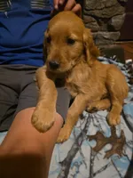 Patty, a female Golden Retriever for sale in Fort Ripley, MN – 4 of 10