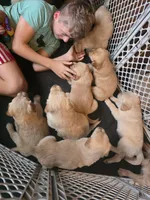 Dusty, a male Golden Retriever for sale in Fort Ripley, MN – 7 of 8