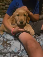 Pickles, a male Golden Retriever for sale in Fort Ripley, MN – 3 of 8
