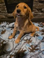 Cookie, a female Golden Retriever for sale in Fort Ripley, MN – 6 of 6
