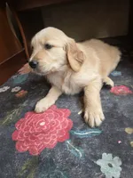 Barley, a male Golden Retriever for sale in Fort Ripley, MN – 6 of 9