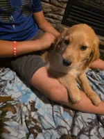 Nugget, a male Golden Retriever for sale in Fort Ripley, MN – 4 of 6