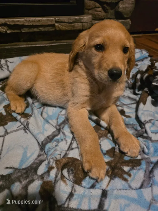 Nugget – Golden Retriever puppy on hold in Fort Ripley, MN