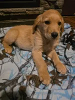 Nugget, a male Golden Retriever for sale in Fort Ripley, MN – 1 of 6