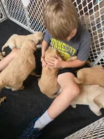 Dusty, a male Golden Retriever for sale in Fort Ripley, MN – 6 of 8
