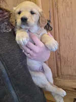Dolly, a female Golden Retriever for sale in Fort Ripley, MN – Photo 3 of 6