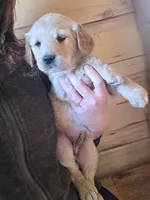 Dolly, a female Golden Retriever for sale in Fort Ripley, MN – Photo 4 of 6