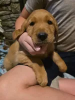 McDonald, a male Golden Retriever for sale in Fort Ripley, MN – 2 of 7