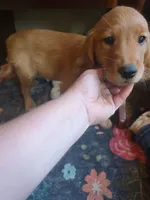 Pumpkin, a female Golden Retriever for sale in Fort Ripley, MN – 3 of 8