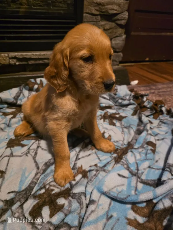 Pepper – Golden Retriever puppy for sale in Fort Ripley, MN