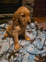 Pepper, a female Golden Retriever for sale in Fort Ripley, MN – 5 of 8