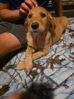Cookie, a female Golden Retriever for sale in Fort Ripley, MN – 3 of 6