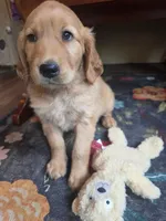 Autumn, a female Golden Retriever for sale in Fort Ripley, MN – 6 of 9