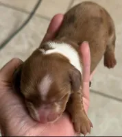 Charlotte, a male Miniature Dachshund for sale in Perkins, OK – 3 of 6