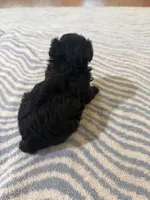Rocky, a male Poodle - Toy  for sale in Perkins, OK – Photo 3 of 9