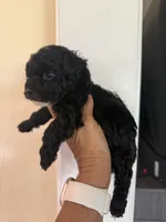 Rocky, a male Poodle - Toy  for sale in Perkins, OK – Photo 6 of 9