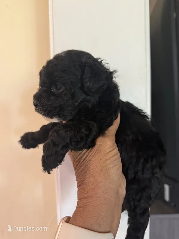 Rocky – Poodle - Toy  puppy for sale in Perkins, OK