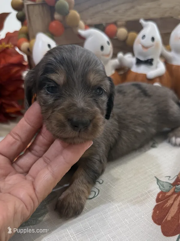 Martha  – Miniature Dachshund puppy for sale in Perkins, OK