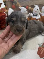Martha , a female Miniature Dachshund for sale in Perkins, OK – 1 of 10