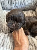 Teddy , a male Shihpoo for sale in Perkins, OK – 6 of 9