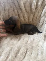 Todd, a male Miniature Dachshund for sale in Perkins, OK – 2 of 7