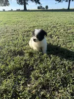 Todd, a male Bichpoo for sale in Perkins, OK – 6 of 10