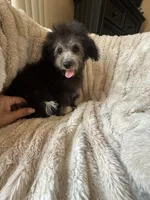 Bubs, a male Bichpoo for sale in Perkins, OK – 2 of 10