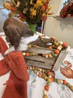 Reba, a female Miniature Dachshund for sale in Perkins, OK – 10 of 10